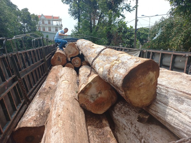 Gia Lai: Khởi tố vụ vận chuyển gỗ lớn - Ảnh 1.
