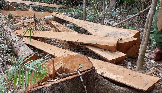 Gia Lai: Phát hiện vụ phá rừng lớn - Ảnh 1.