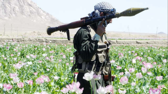 Taliban thành công cấm trồng cây thuốc phiện ở Afghanistan - Ảnh 1.