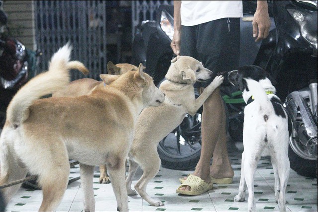 Ăn thịt chó có còn hay ho: Vì sao nhiều người nói không với món ăn này? - Ảnh 2. Ăn thịt chó có còn hay ho: Vì sao nhiều người nói không với món ăn này? - Ảnh 2.
