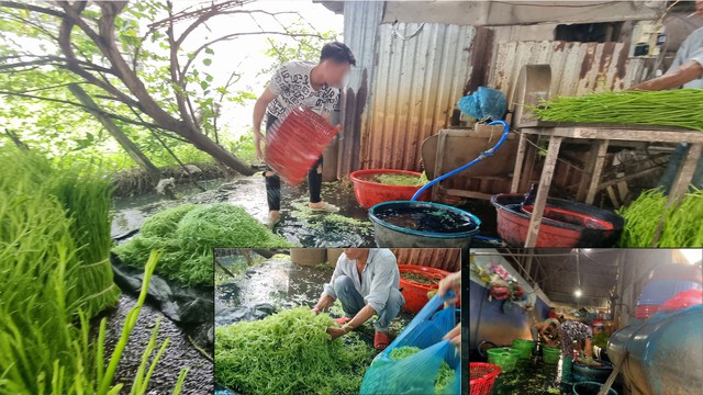 Thực phẩm độc hại bủa vây người dùng: 'Tắm' hóa chất làm tươi rau muống bào - Ảnh 1.