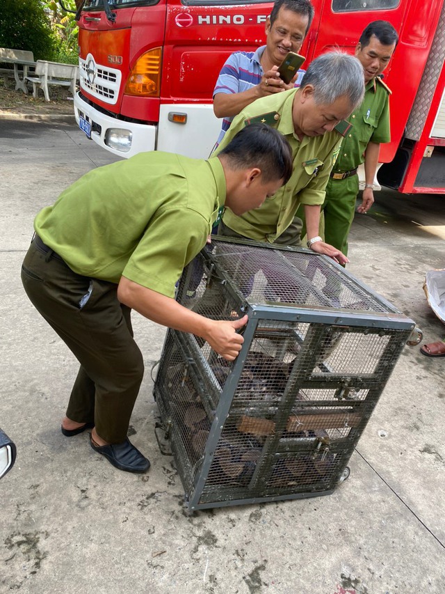 Tây Ninh: Cảnh sát PCCC bắt trăn gấm 'đi lạc' vào nhà dân - Ảnh 3.