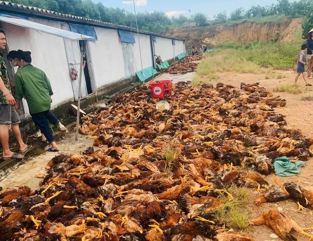 Trang trại chết hơn 10.000 con gà vì sốc nhiệt, người dân trắng đêm 'giải cứu' - Ảnh 2.