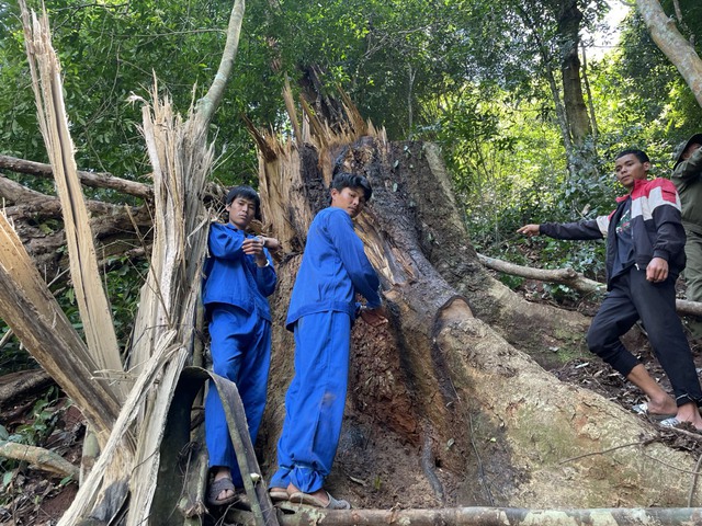 Lâm Đồng: Truy bắt được nhóm khai thác, vận chuyển gỗ trái phép, bỏ lại xe cày - Ảnh 1.