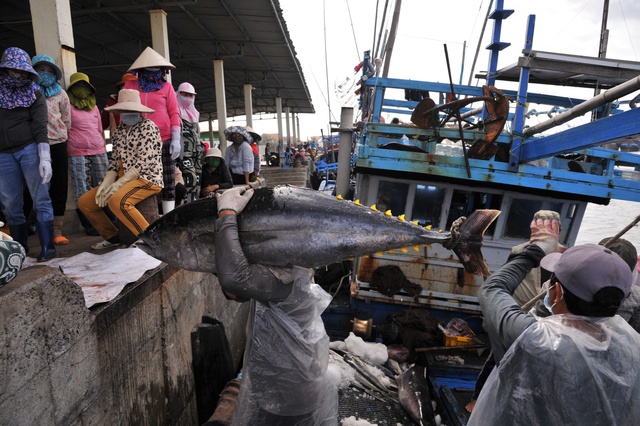 Cá ngừ Việt Nam tăng trưởng tốt ở thị trường EU, vì sao? - Ảnh 1.