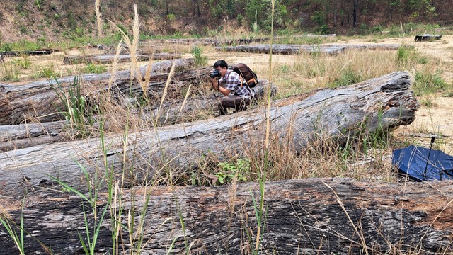 Tồn đọng hàng ngàn khối gỗ tang vật trong các vụ án phá rừng - Ảnh 1.