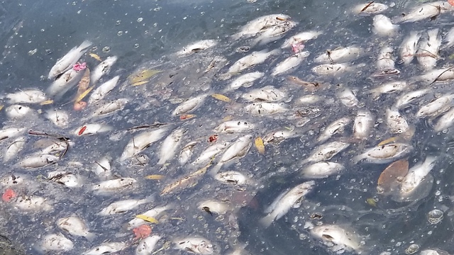 Hải Phòng: Cá chết hàng loạt, hồ An Biên bốc mùi hôi tanh nồng nặc - Ảnh 2.