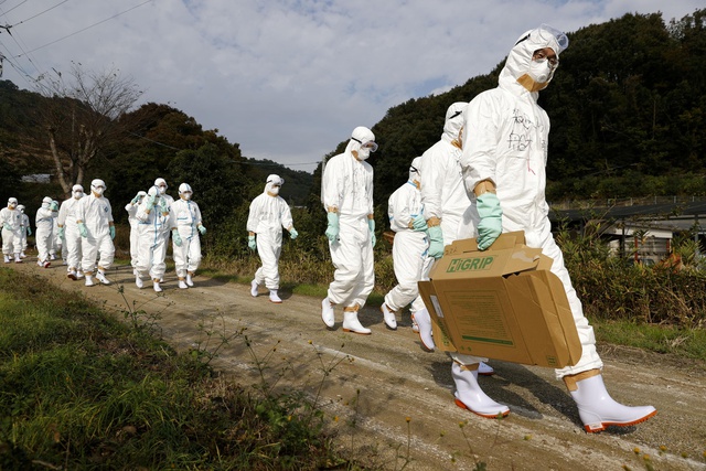Nhân viên y tế đến kiểm tra một trang trại gà có dấu hiệu nhiễm cúm gia cầm tại Nhật Bản. Ảnh tư liệu REUTERS