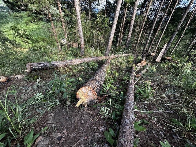 Triệt hạ hàng trăm cây thông ở rừng Lâm Đồng - Ảnh 4.