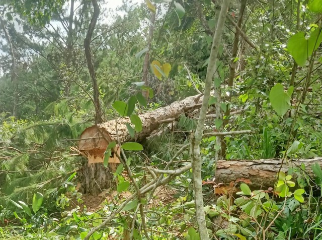 Triệt hạ hàng trăm cây thông ở rừng Lâm Đồng - Ảnh 6.