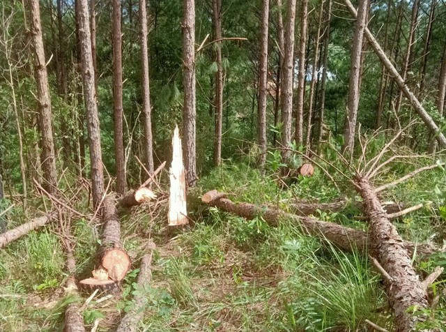 Triệt hạ hàng trăm cây thông ở rừng Lâm Đồng - Ảnh 5.