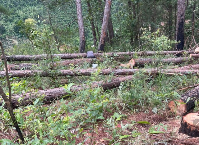 Triệt hạ hàng trăm cây thông ở rừng Lâm Đồng - Ảnh 1.