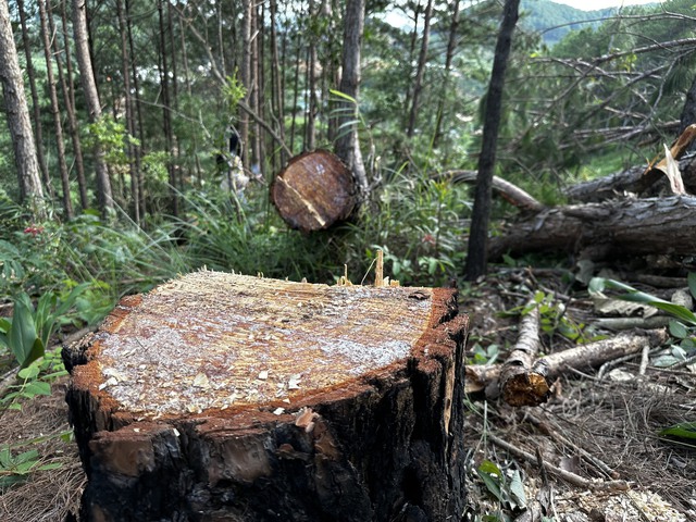 Triệt hạ hàng trăm cây thông ở rừng Lâm Đồng - Ảnh 3.
