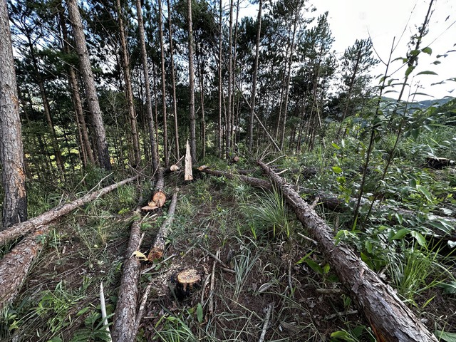 Lâm Đồng: Triệu tập 2 đối tượng tham gia phá rừng thông ở H.Lâm Hà - Ảnh 3.