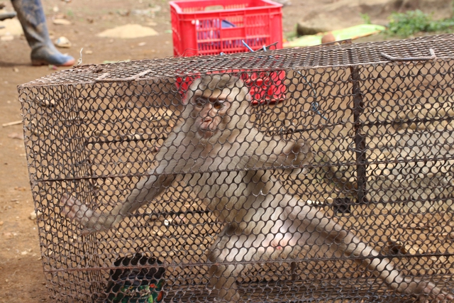 Giải cứu từ tay thợ săn, chú khỉ cụt chân được tái thả về rừng Tà Đùng - Ảnh 1.