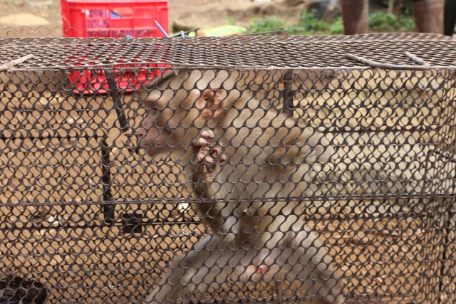 Giải cứu từ tay thợ săn, chú khỉ cụt chân được tái thả về rừng Tà Đùng - Ảnh 2.