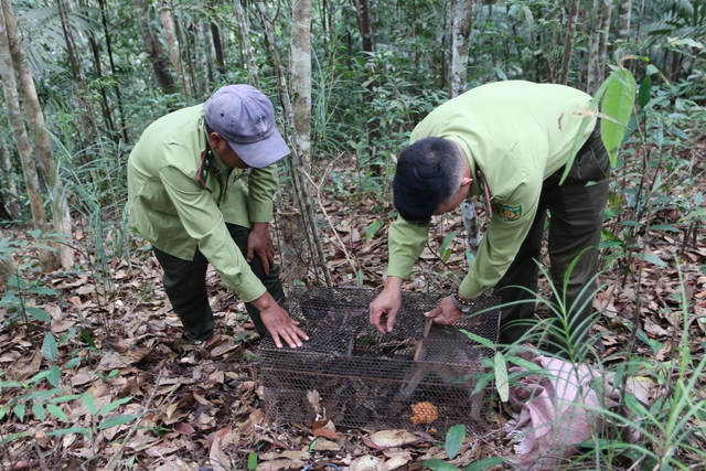 Giải cứu từ tay thợ săn, chú khỉ cụt chân được tái thả về rừng Tà Đùng - Ảnh 4.