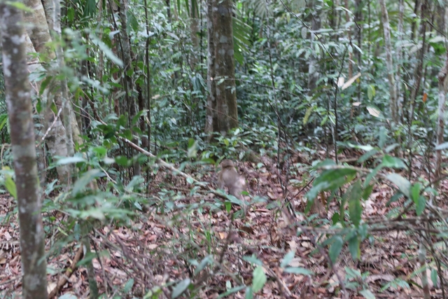 Giải cứu từ tay thợ săn, chú khỉ cụt chân được tái thả về rừng Tà Đùng - Ảnh 5.