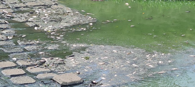 Đà Nẵng: Cá chết trên sông Phú Lộc và kênh Khe Cạn - Ảnh 1.