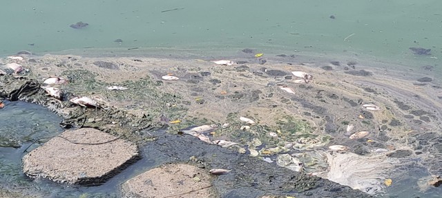 Đà Nẵng: Cá chết trên sông Phú Lộc và kênh Khe Cạn - Ảnh 2.