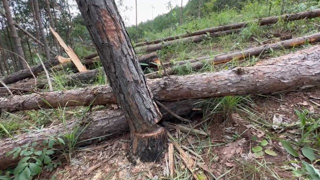 Khẩn trương giải tỏa, thu hồi ngay diện tích rừng thông bị phá ở Lâm Đồng - Ảnh 5.