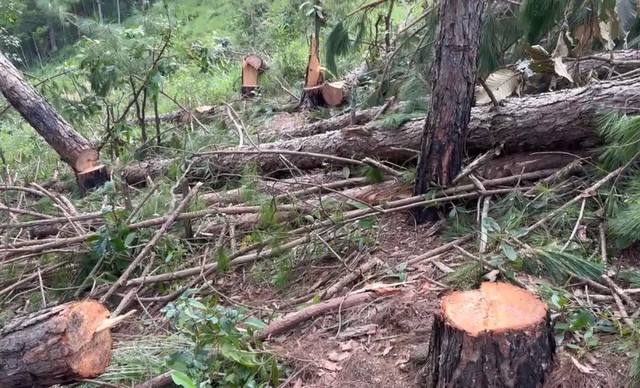 Khẩn trương giải tỏa, thu hồi ngay diện tích rừng thông bị phá ở Lâm Đồng - Ảnh 1.