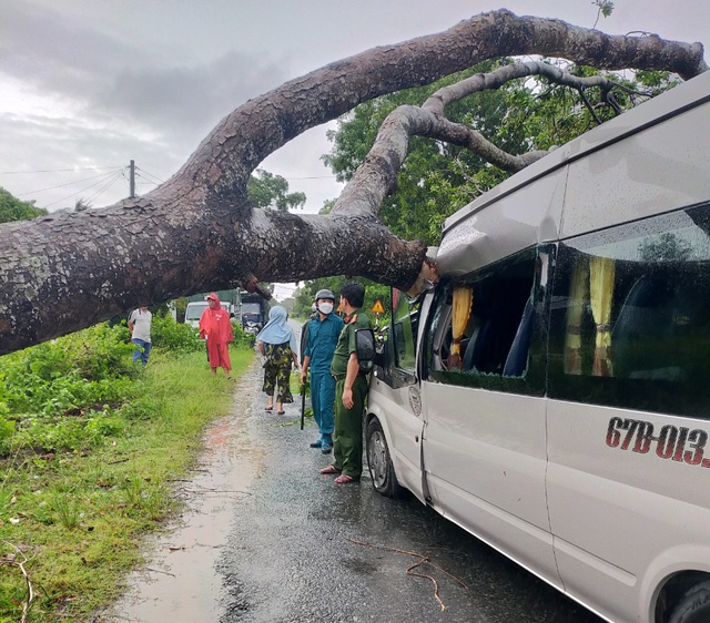 Kiên Giang: Cây xà cừ lớn bật gốc, ngã đè xe ô tô 16 chỗ - Ảnh 1.