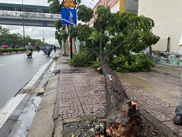 TP.HCM: Cây xanh ngã đỗ trên đại lộ Phạm Văn Đồng để lộ phần gốc mục nát - Ảnh 2.