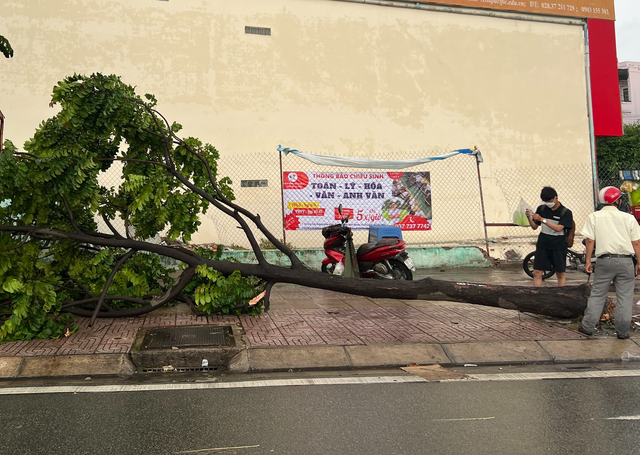 TP.HCM: Cây xanh ngã đỗ trên đại lộ Phạm Văn Đồng để lộ phần gốc mục nát - Ảnh 1.