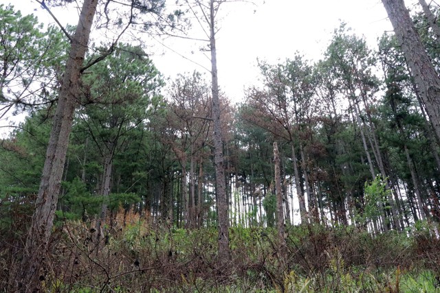 Lâm Đồng: Để gần 70 cây thông bị ken gốc, nhiều cán bộ bị kiểm điểm - Ảnh 1.