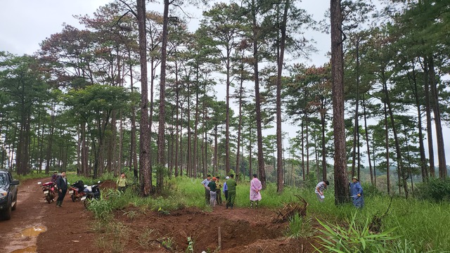 Lại phát hiện khoan lỗ đổ thuốc độc hạ sát rừng thông ở H.Bảo Lâm - Ảnh 1.