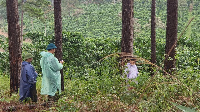 Lại phát hiện khoan lỗ đổ thuốc độc hạ sát rừng thông ở H.Bảo Lâm - Ảnh 5.