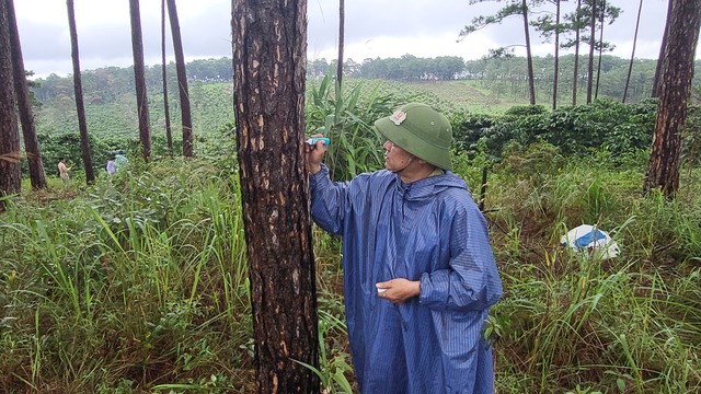 Lại phát hiện khoan lỗ đổ thuốc độc hạ sát rừng thông ở H.Bảo Lâm - Ảnh 4.