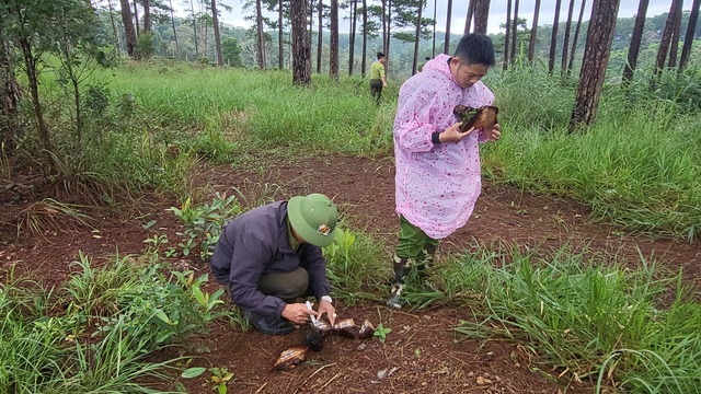 Lại phát hiện khoan lỗ đổ thuốc độc hạ sát rừng thông ở H.Bảo Lâm - Ảnh 2.