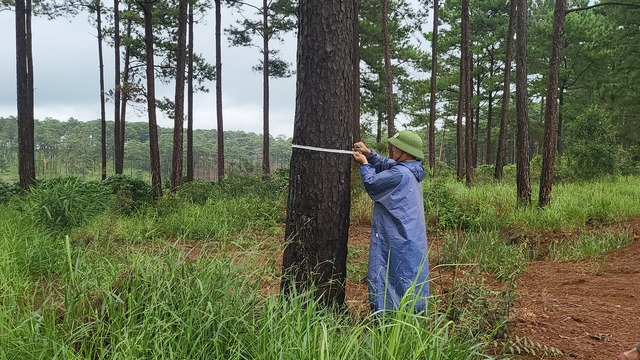 Lại phát hiện khoan lỗ đổ thuốc độc hạ sát rừng thông ở H.Bảo Lâm - Ảnh 3.