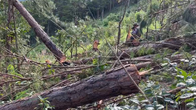 Vụ phá rừng thông ở H.Lâm Hà: Khen thưởng công an phá án - Ảnh 2.
