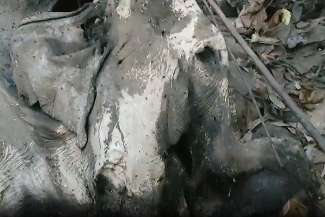 Hà Tĩnh: Phát hiện xác con voi hoang dã đang phân hủy trong rừng - Ảnh 2.