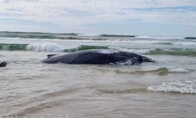 Cá voi lưng gù 30 tấn mắc cạn bí ẩn ở Úc - Ảnh 1.