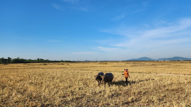 'Khát' nước, hàng trăm ha đất lúa bỏ hoang - Ảnh 1.