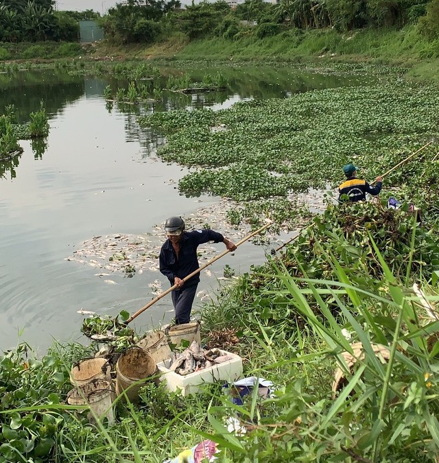 Đà Nẵng: Sau mưa, cá chết tiếp tục nổi dày trên mặt kênh, hồ - Ảnh 4.