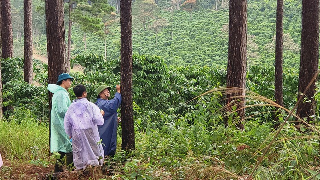 Vụ hạ độc rừng thông ở H.Bảo Lâm: Tạm đình chỉ công tác 2 Chủ tịch xã - Ảnh 5.