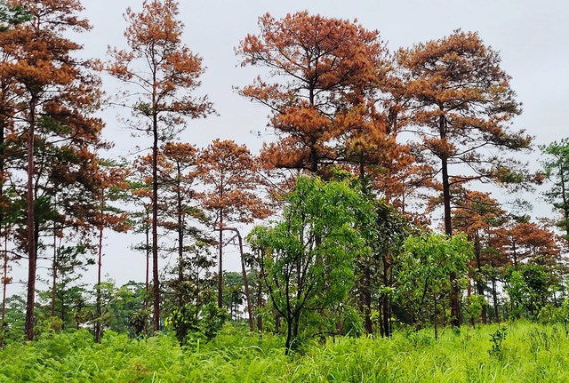 Vụ hạ độc rừng thông ở H.Bảo Lâm: Tạm đình chỉ công tác 2 Chủ tịch xã - Ảnh 1.