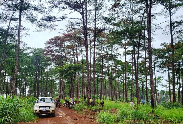 Vụ hạ độc rừng thông ở H.Bảo Lâm: Tạm đình chỉ công tác 2 Chủ tịch xã - Ảnh 3.