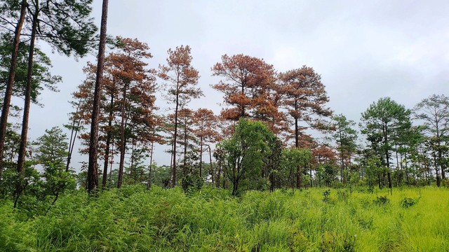 Vụ hạ độc rừng thông ở H.Bảo Lâm: Tạm đình chỉ công tác 2 Chủ tịch xã - Ảnh 2.