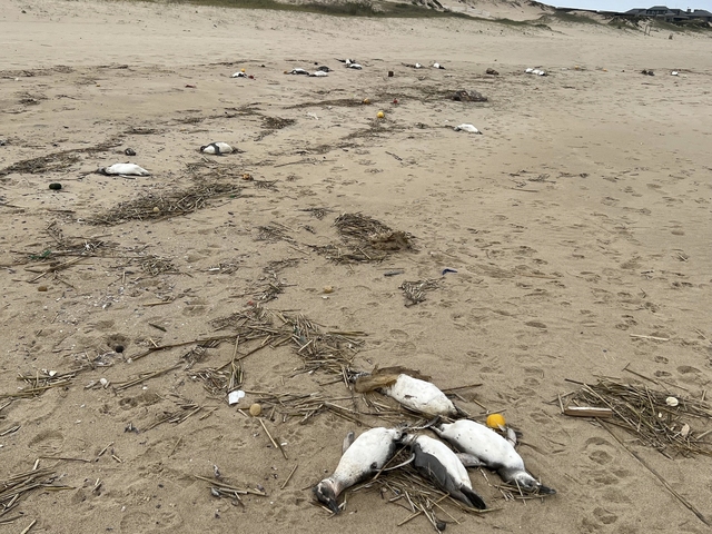 2.000 con chim cánh cụt chết bí ẩn trên bờ biển Uruguay - Ảnh 1.