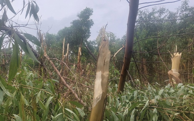Cà Mau: hơn 114 ha diện tích rừng bị đổ ngã vì bão số 1   - Ảnh 1.