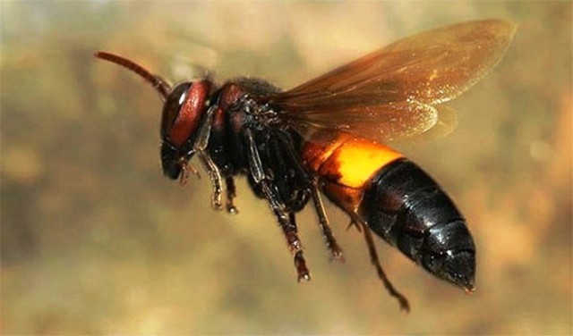 Vụ người đàn ông tử vong do ong chích: Nọc ong vò vẽ có độc tố gì? - Ảnh 2.