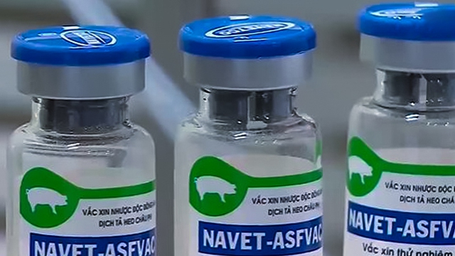 Philippines hối thúc doanh nghiệp nhập khẩu vắc xin dịch tả lợn châu Phi của Việt Nam - Ảnh 1.