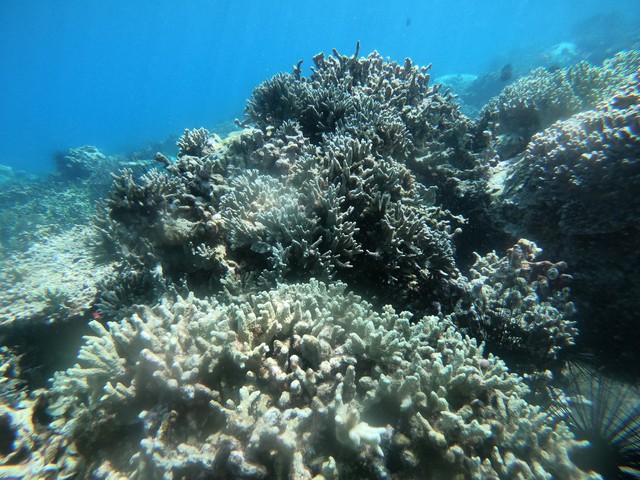 Sau 1 năm bị tẩy trắng, rạn san hô tại vịnh Nha Trang hiện nay ra sao? - Ảnh 3.