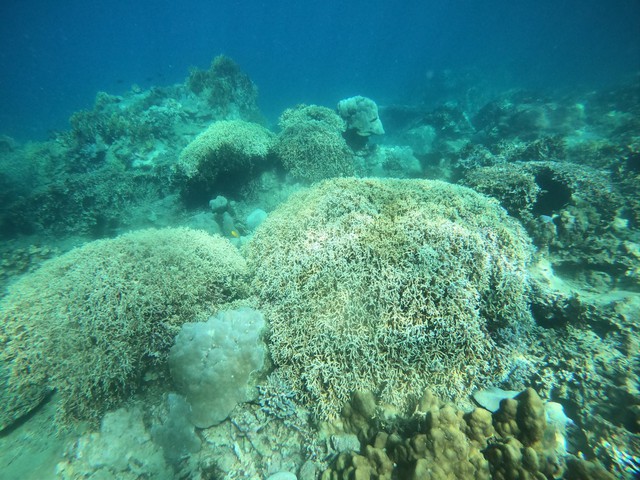 Sau 1 năm bị tẩy trắng, rạn san hô tại vịnh Nha Trang hiện nay ra sao? - Ảnh 4.